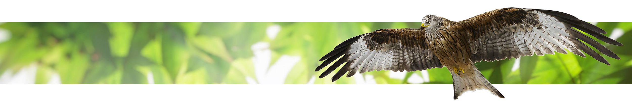 florida birds of prey florida birds of prey
