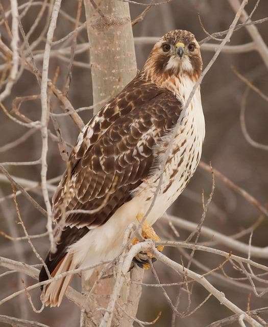 Florida's Birds of Prey